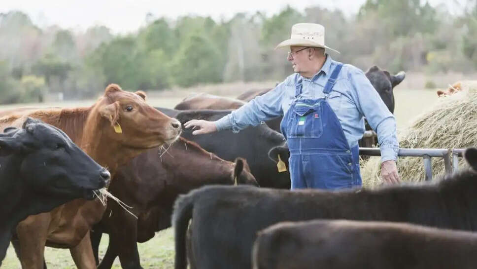 Cattle farmers