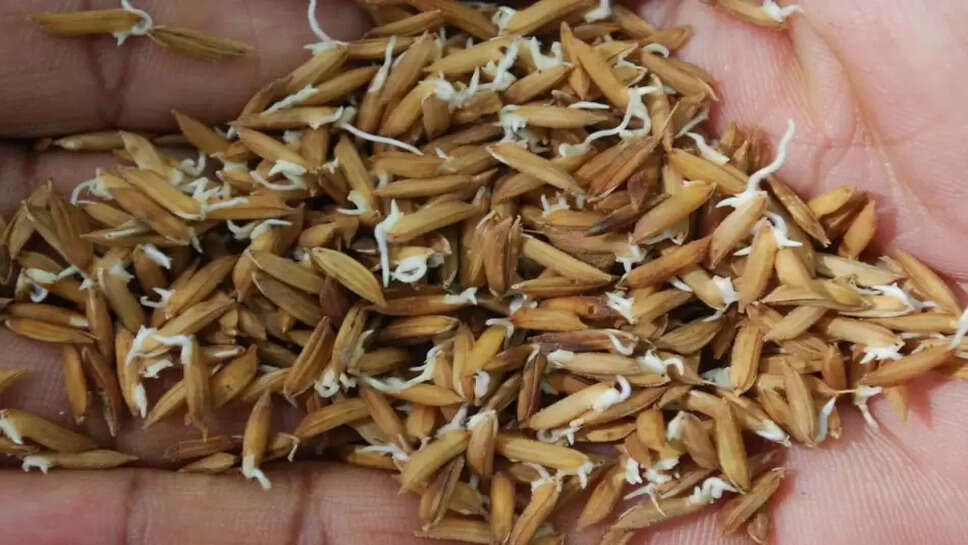 Paddy seeds for free